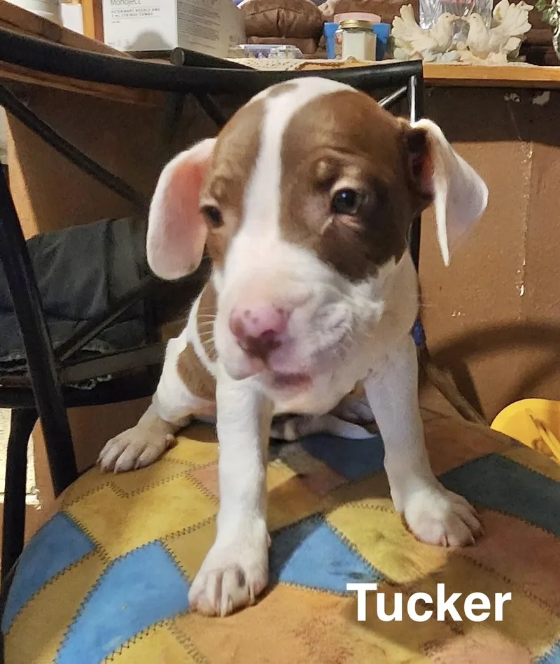Tucker thumbnail 2