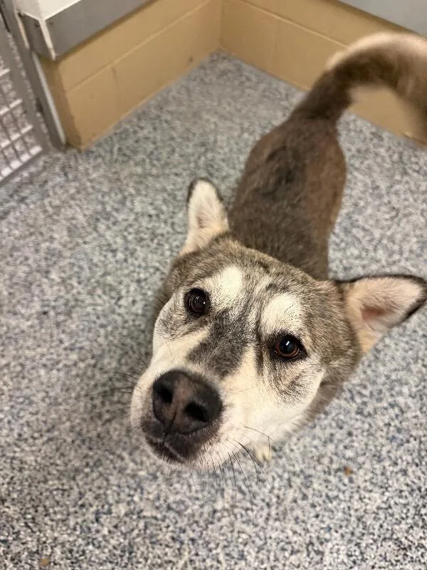 An adult medium-sized male Gray / Blue / Silver Husky dog named Hall for adoption in Fort Collins, CO
