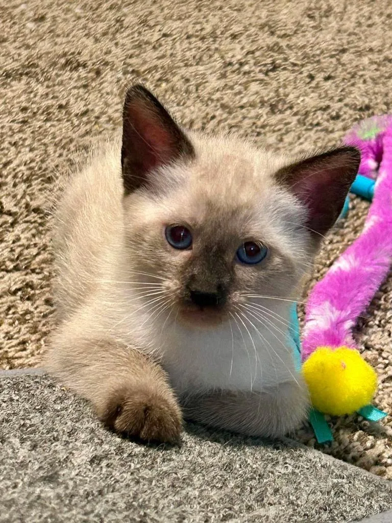 A baby small-sized female Domestic Short Hair cat named Sasha for adoption in Sebastian, FL