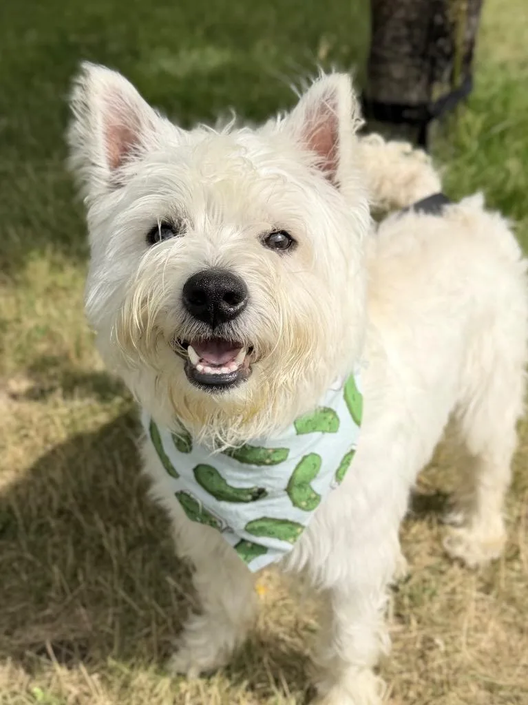 An adult small-sized male Mixed Breed dog named Wooli for adoption in Menomonie, WI