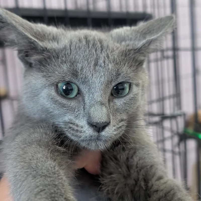 A baby small-sized female Gray / Blue / Silver Domestic Short Hair cat named Smoke for adoption in West Plains, MO