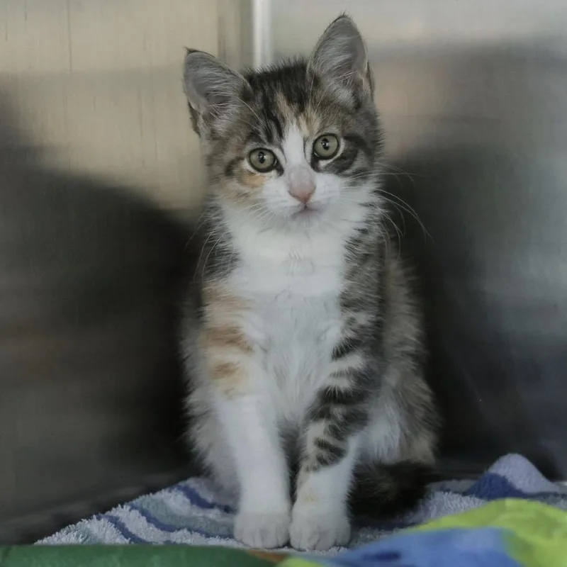 A baby small-sized female Calico Domestic Short Hair cat named Greta for adoption in Los Angeles, CA