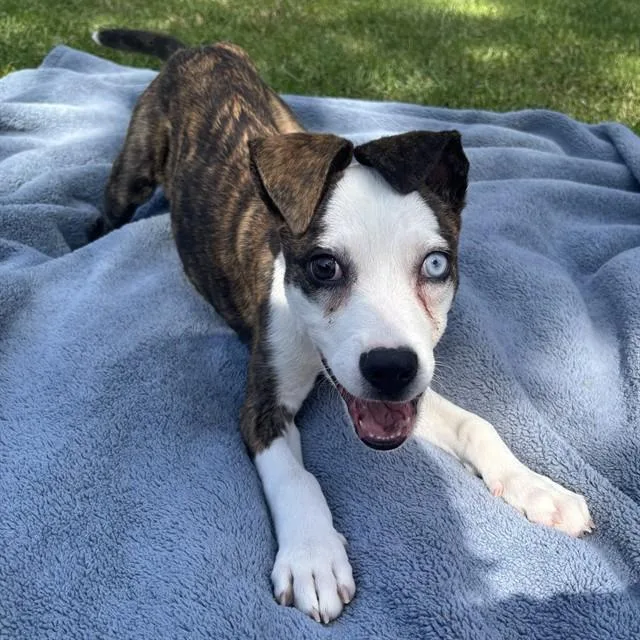 A baby medium-sized female Pit Bull Terrier dog named Elvira for adoption in Irvine, CA