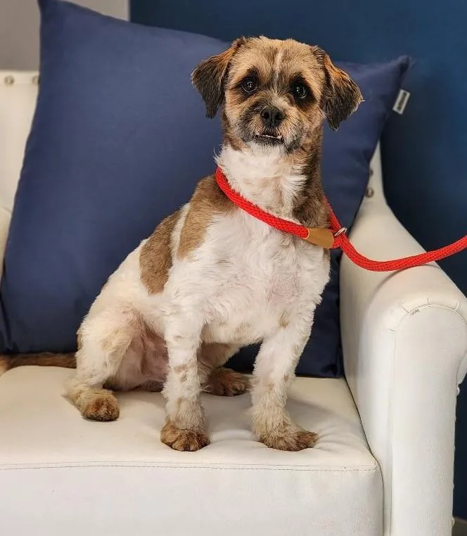 A young medium-sized male Shih Tzu dog named Manolo for adoption in Washingtonville, NY