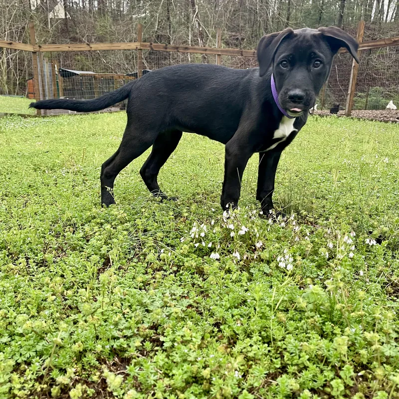 Sweet Pea  Southern thumbnail 2