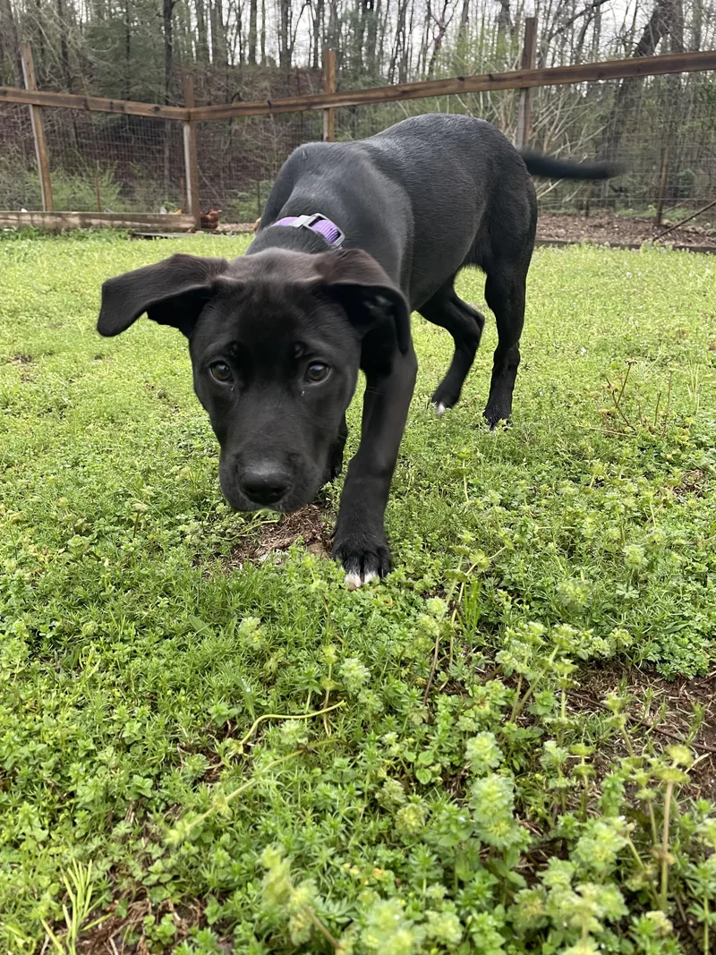 Sweet Pea  Southern thumbnail 3