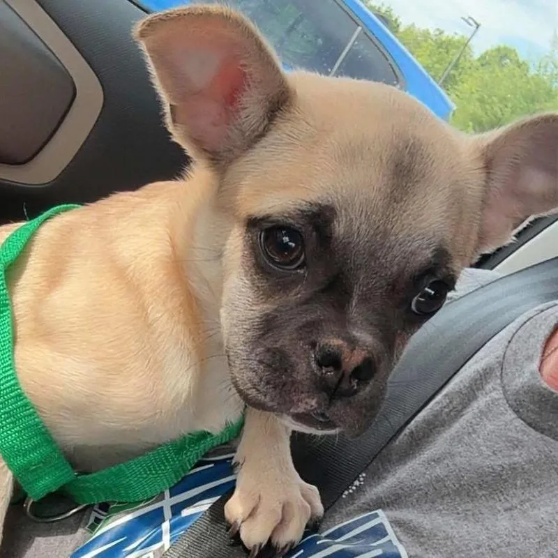 A baby small-sized female Brown / Chocolate Mixed Breed dog named Roulette for adoption in Fredericksburg, VA