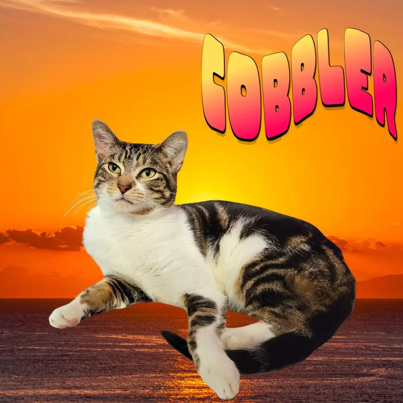 A young medium-sized male Domestic Short Hair cat named Cobbler for adoption in South Padre Island, TX
