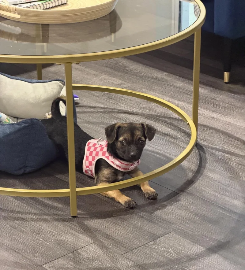 A baby small-sized female Bicolor Puggle dog named Chispi for adoption in Palm springs, FL