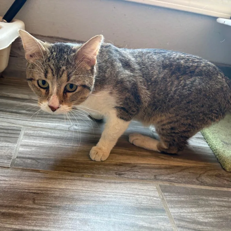 An adult large-sized male Brown / Chocolate American Shorthair cat named Houdini for adoption in West Des Moines, IA