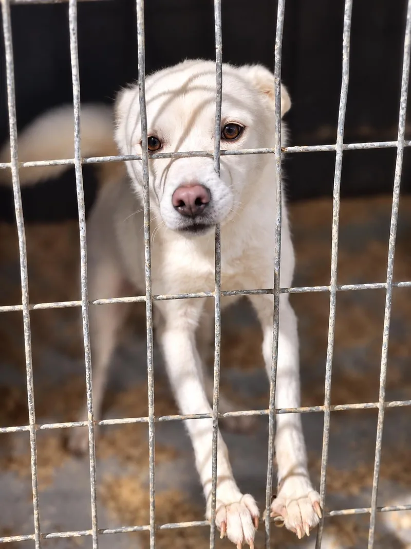 A young medium-sized male Jindo dog named Mao for adoption in Duluth, GA