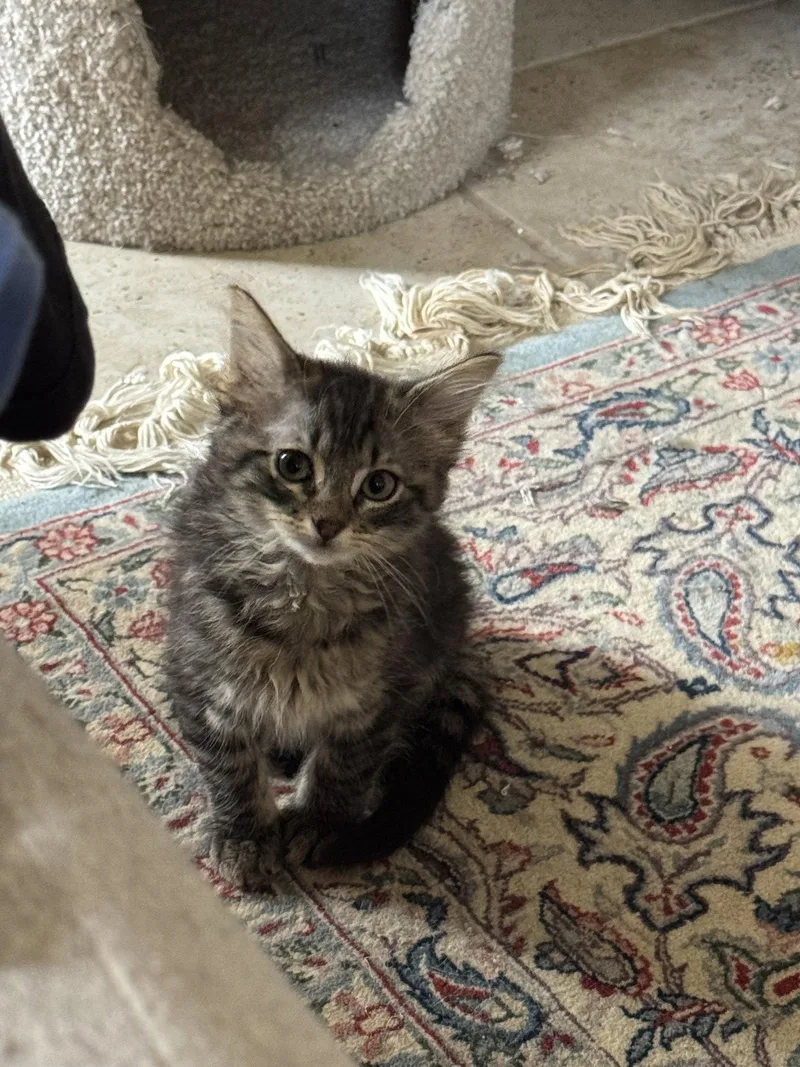 A young small-sized female Domestic Long Hair cat named Mildred Dub for adoption in Rosenberg, TX