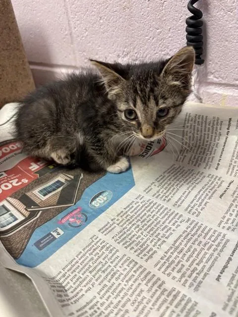 A baby small-sized female Domestic Short Hair cat named Fiona for adoption in Jacksonville, FL