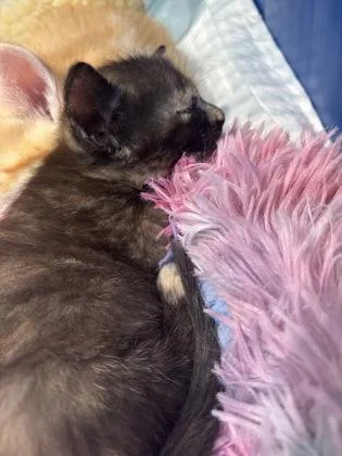 A baby small-sized female Domestic Long Hair cat named Zola for adoption in Fishers, IN