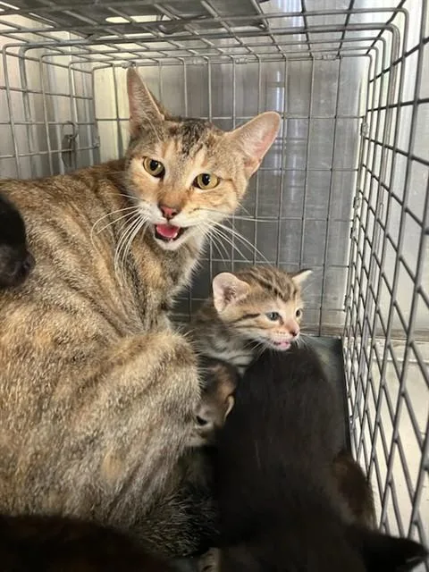 An adult small-sized female Domestic Short Hair cat named Freda for adoption in Dallas, TX