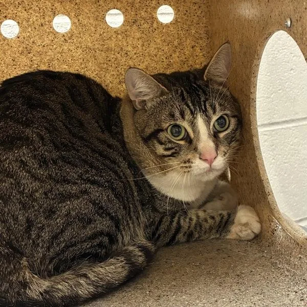 An adult large-sized male Domestic Short Hair cat named Bronze for adoption in Troutdale, OR