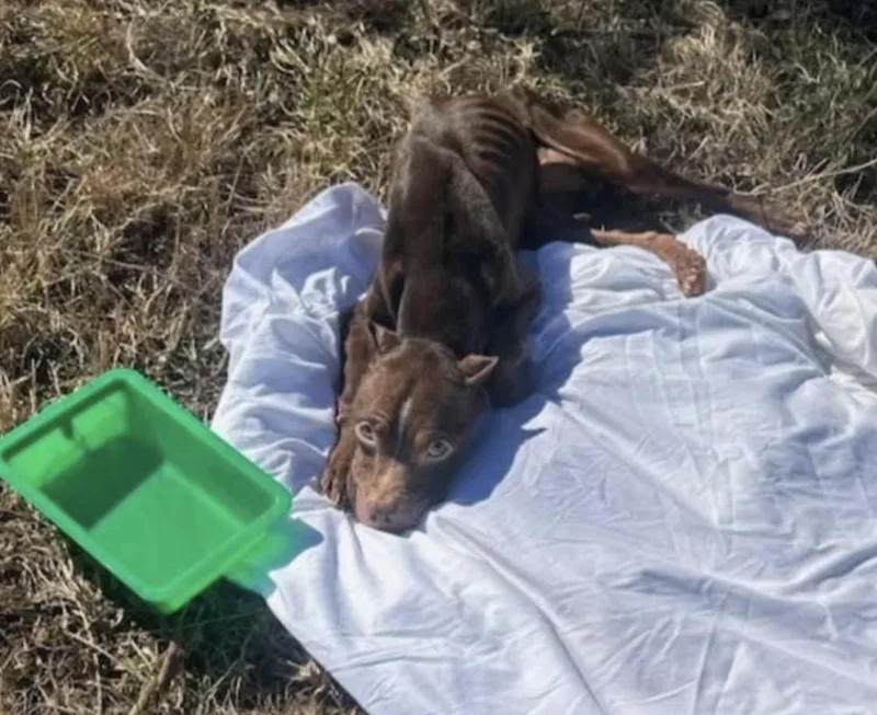 Cricket Hoping With My