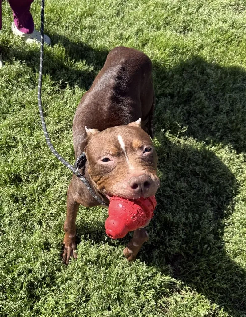 Cricket Hoping With My thumbnail 3