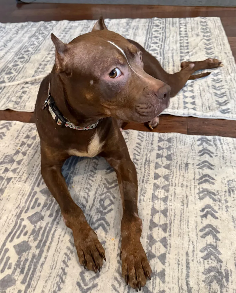 Cricket Hoping With My thumbnail 5