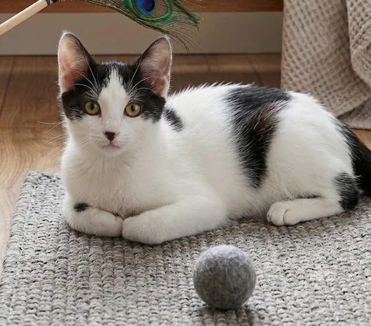 A baby medium-sized female Black & White / Tuxedo Domestic Short Hair cat named Gretta for adoption in Spring Branch, TX