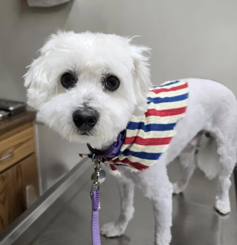 A young small-sized male Maltese dog named Archie for adoption in Placentia, CA