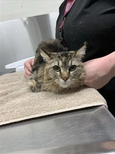 An adult small-sized female Domestic Long Hair cat named Bunni for adoption in Fairbanks, AK