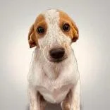 A young small-sized female Chihuahua dog named Jolene for adoption in Portsmouth, OH