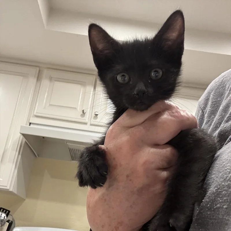 A baby small-sized male Domestic Short Hair cat named Damien for adoption in Los Angeles, CA