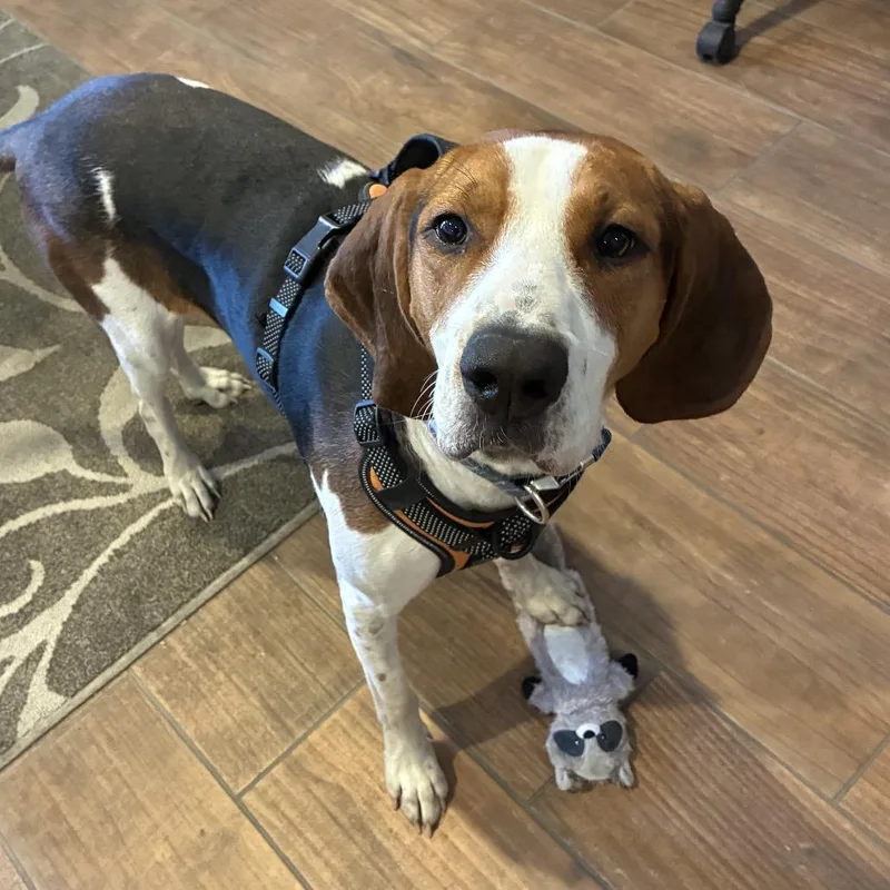 An adult medium-sized male Treeing Walker Coonhound dog named Henry for adoption in Little Rock, AR