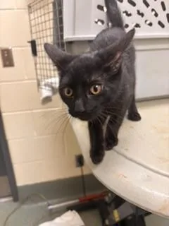 A baby small-sized female Domestic Short Hair cat named Juniper for adoption in Lees Summit, MO
