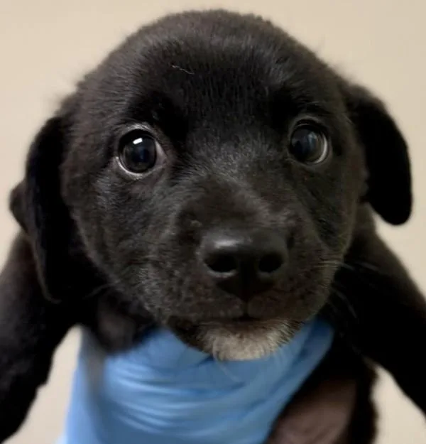 A baby small-sized male Terrier dog named Sweater for adoption in Walnut Creek, CA