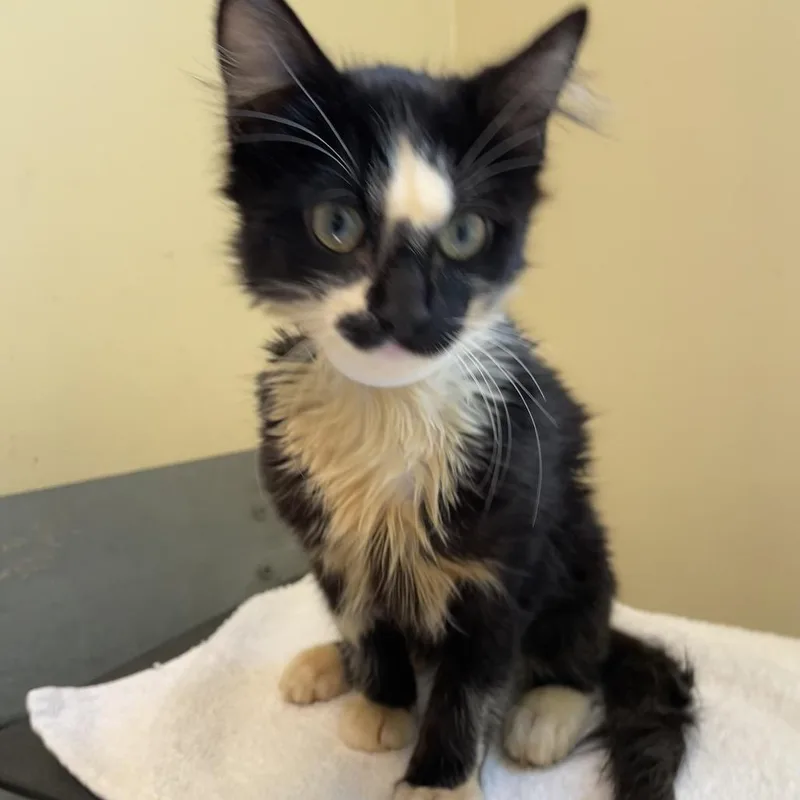 A baby small-sized male Black Domestic Medium Hair cat named Big Dog for adoption in Pasadena, CA