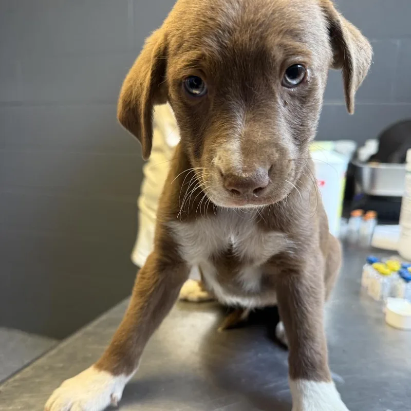 A baby small-sized male Brown / Chocolate Labrador Retriever dog named Tuscstray__ for adoption in Tuscaloosa, AL