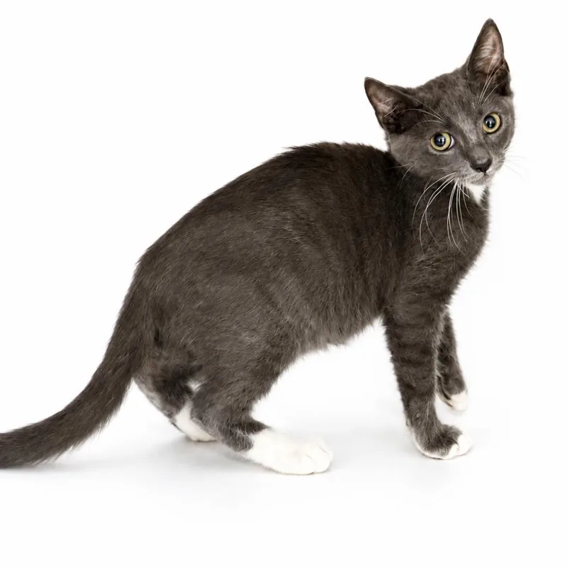 A baby small-sized male Domestic Short Hair cat named Banks for adoption in Los Angeles, CA