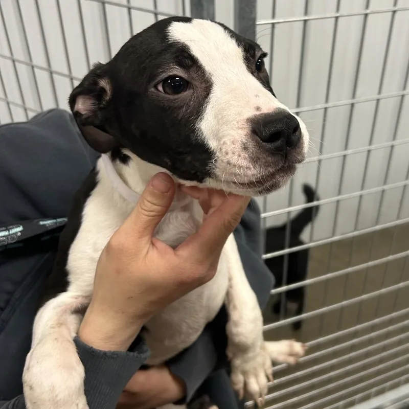 A baby small-sized male Black Mixed Breed dog named Arlo for adoption in Bismarck, ND