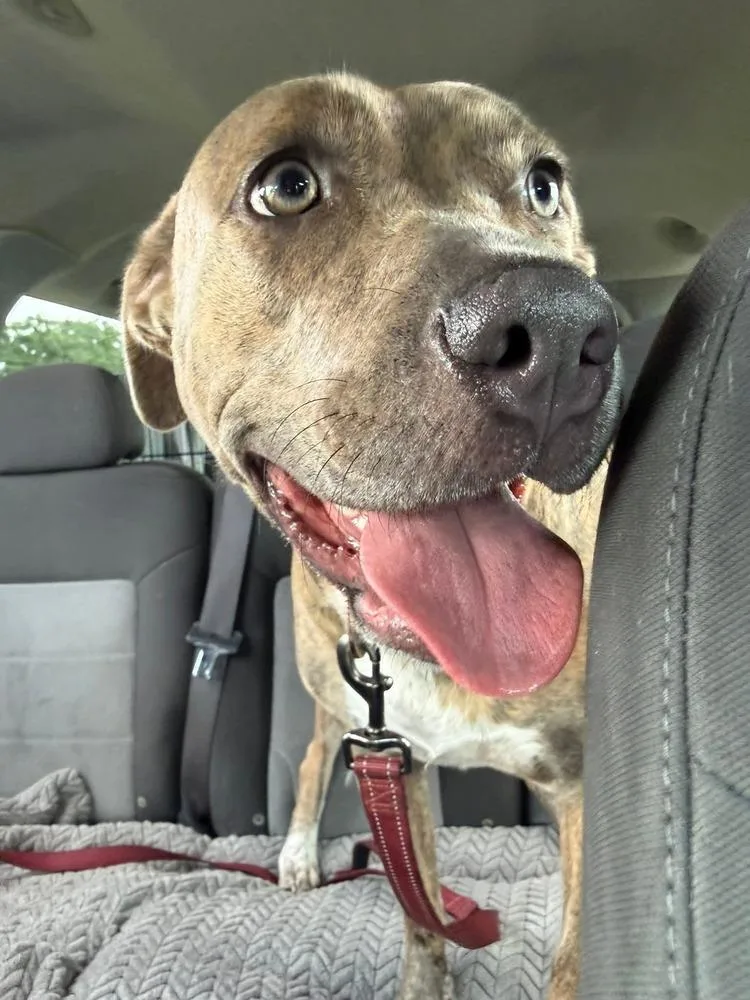 An adult medium-sized female Brindle American Bulldog dog named Callie for adoption in Lakeland, FL