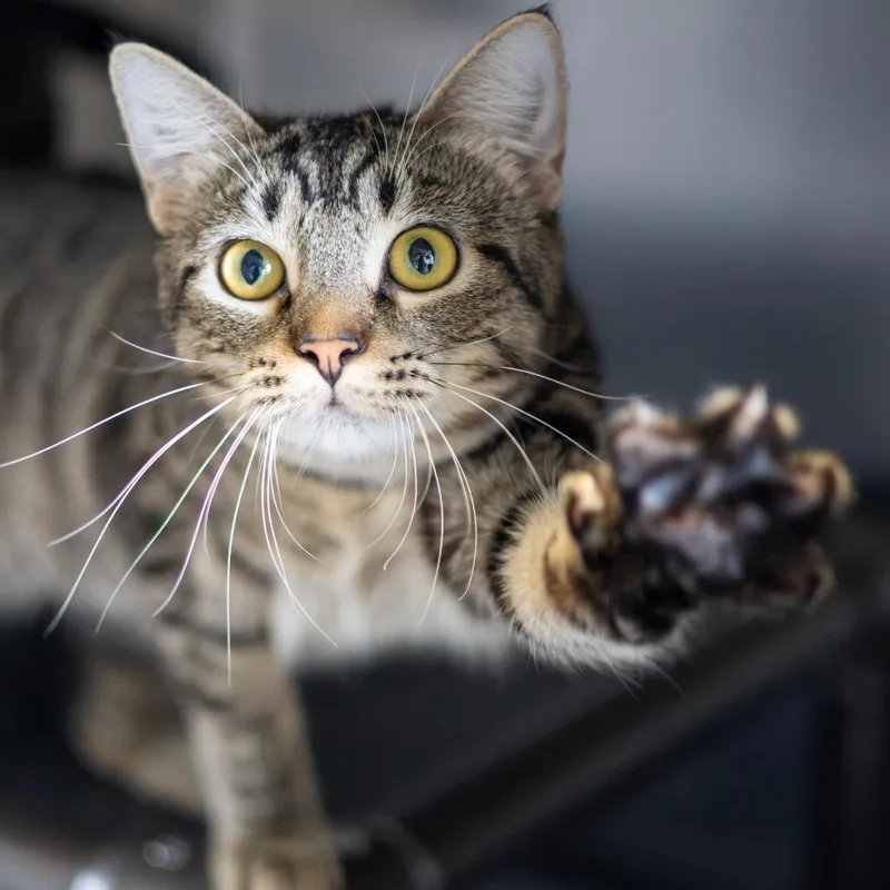 An adult medium-sized female Brown / Chocolate Domestic Short Hair cat named Wilma for adoption in Newark, DE