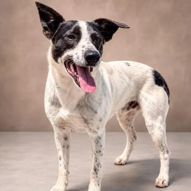 A young medium-sized male White / Cream Australian Cattle Dog / Blue Heeler dog named Bandit for adoption in Falls Church, VA