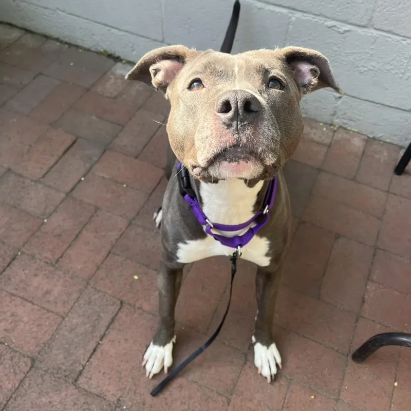 Ms. Muppet thumbnail 3