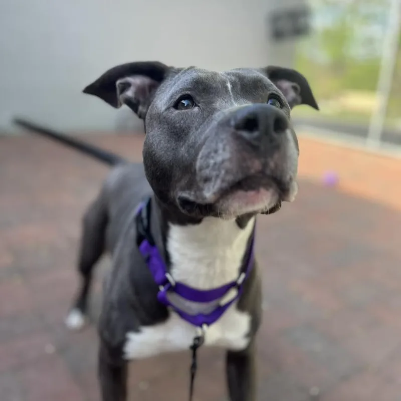 Ms. Muppet thumbnail 5