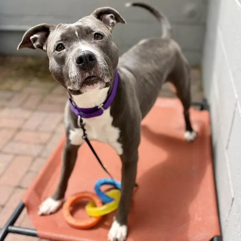 Ms. Muppet thumbnail 6