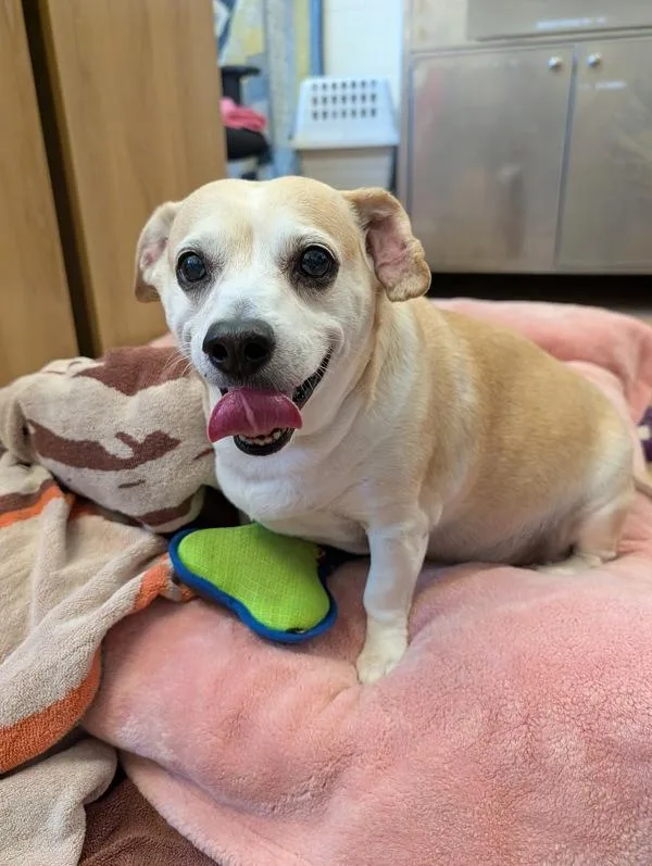 A senior small-sized male Chihuahua dog named Broccoli Robert for adoption in Santa Rosa, CA