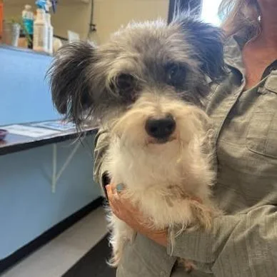 An adult small-sized female White / Cream Mixed Breed dog named Nellie for adoption in Bastrop, TX