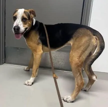 An adult medium-sized male Shar-Pei dog named Theo for adoption in Danville, IN