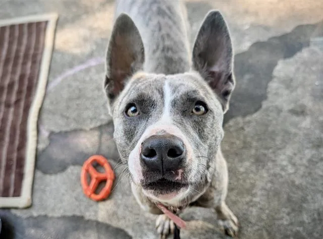 A young medium-sized female Mixed Breed dog named Zara for adoption in Charlotte, NC