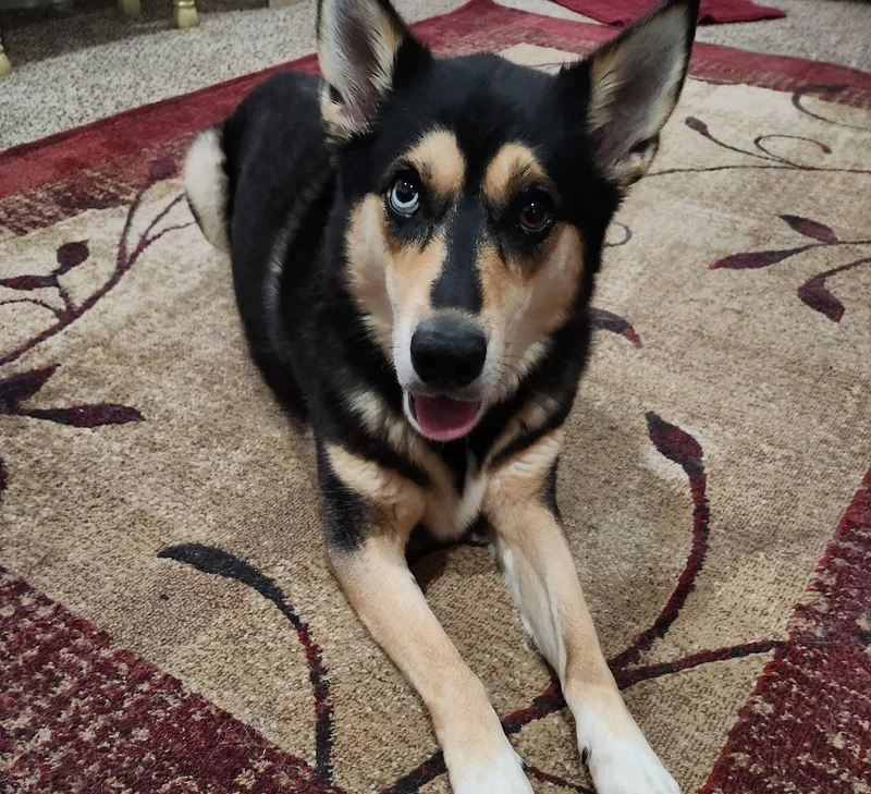 An adult medium-sized female Tricolor (Brown, Black, & White) Siberian Husky dog named Dallas for adoption in Memphis, TN