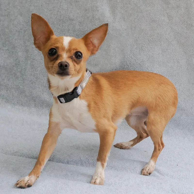 An adult small-sized female Yellow / Tan / Blond / Fawn Chihuahua dog named Elena for adoption in Point Richmond, CA