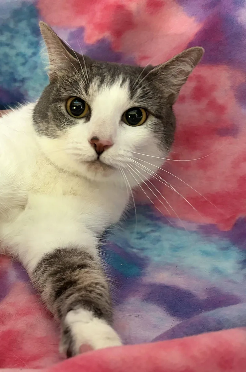 An adult medium-sized female Gray & White Domestic Short Hair cat named Pesky for adoption in Oviedo, FL