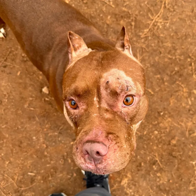 Balencie thumbnail 3