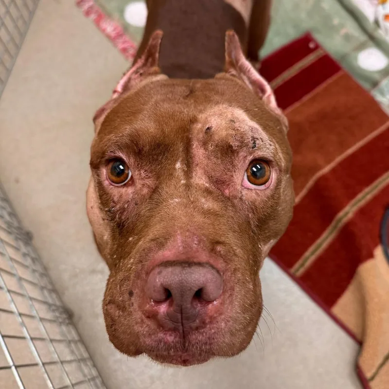 Balencie thumbnail 4